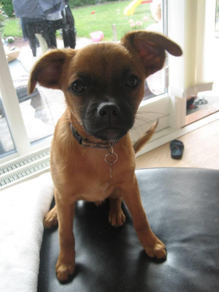 Blanding af racer Dobby **R.I.P** billede 13
