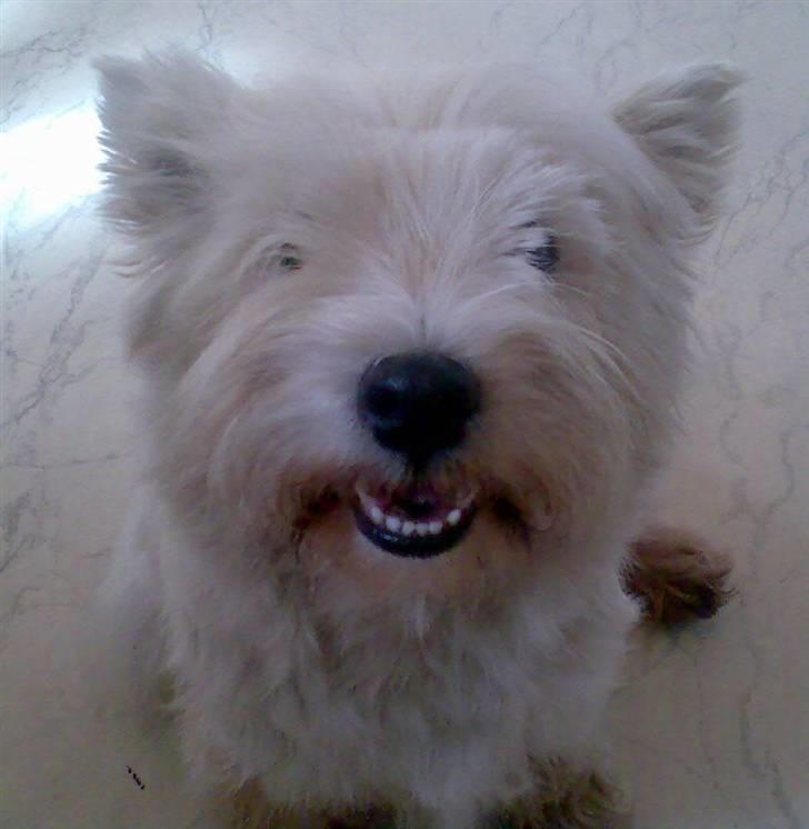West highland white terrier Sally billede 13