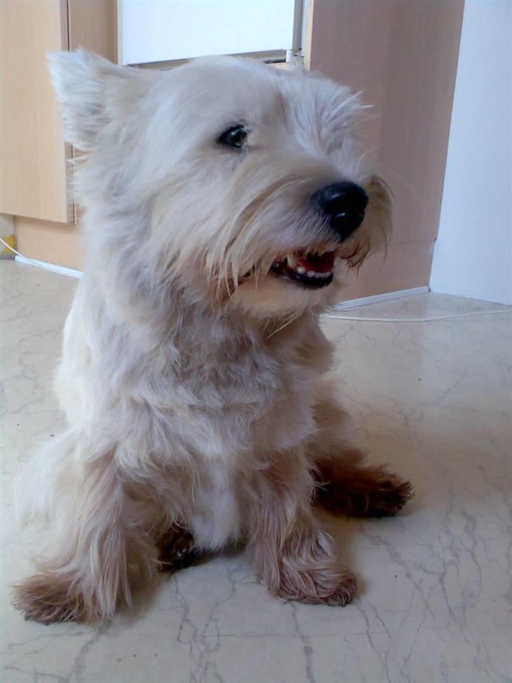 West highland white terrier Sally billede 14