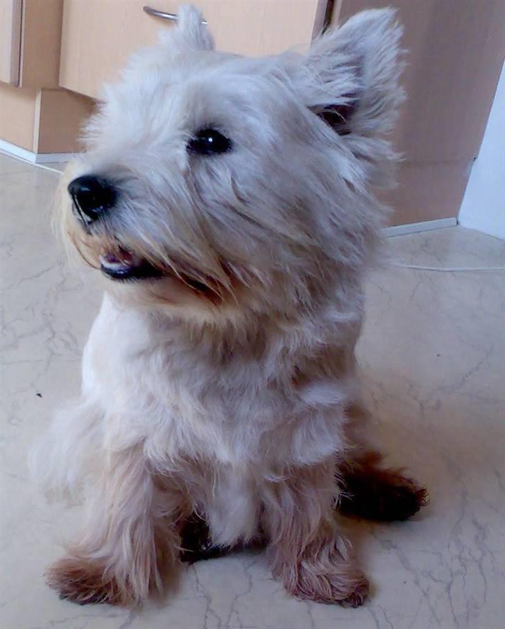 West highland white terrier Sally billede 15