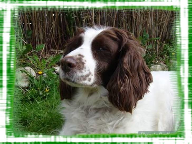 Engelsk springer spaniel Alice in wonderland - heej vovse ejere .. Velkommen til Alice profil .. :))  billede 1