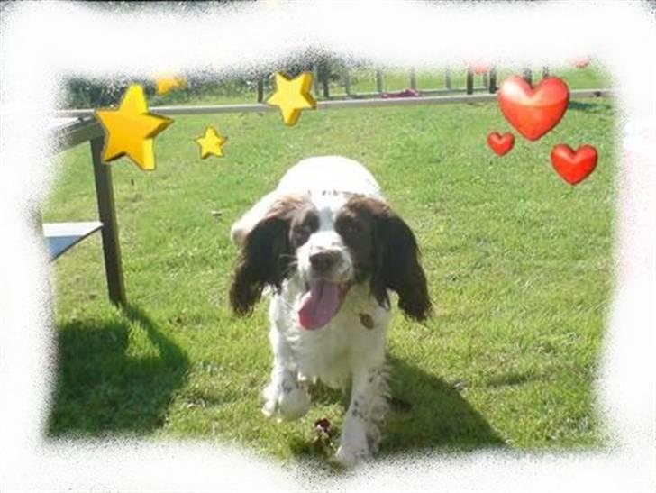 Engelsk springer spaniel Alice in wonderland - Slapper lige .  :)  billede 2