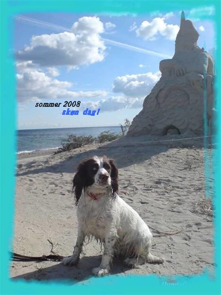 Engelsk springer spaniel Alice in wonderland - Du så søød  billede 3