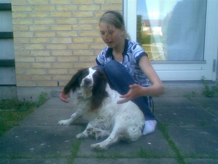 Engelsk springer spaniel Alice in wonderland - Miin bedste venninde og Alice pigen ...  billede 4