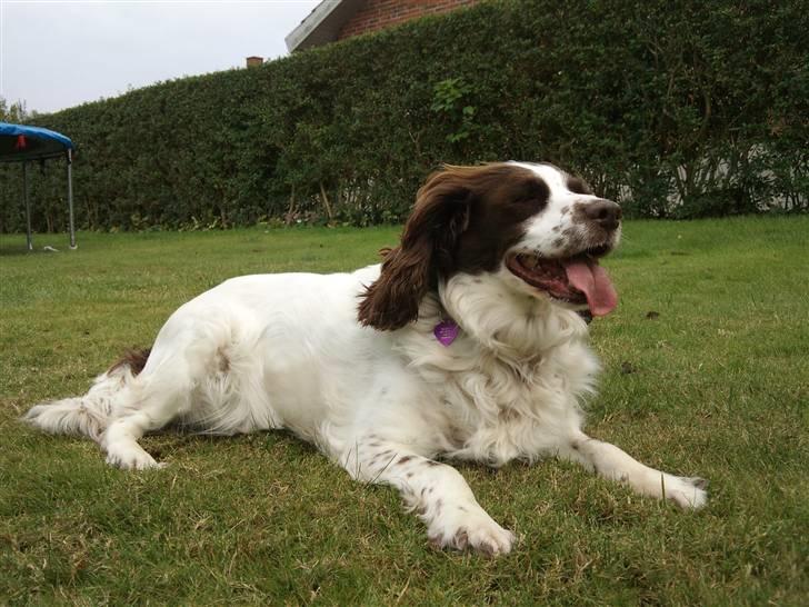 Engelsk springer spaniel Alice in wonderland - Du altid så nysgerig .  billede 5
