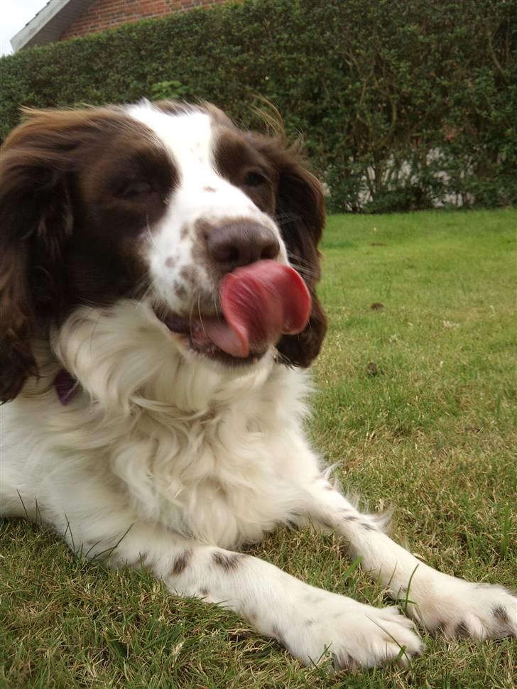 Engelsk springer spaniel Alice in wonderland - :D  billede 6