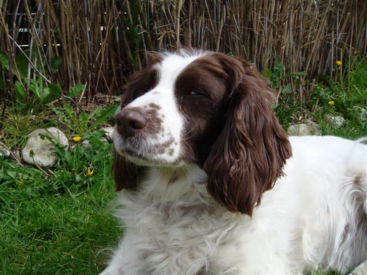 Engelsk springer spaniel Alice in wonderland - Alice på legepladsen . Haha billede 7
