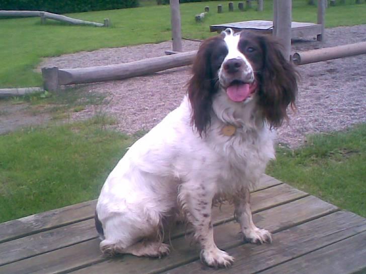 Engelsk springer spaniel Alice in wonderland - Så pænt du kan sidde . billede 8
