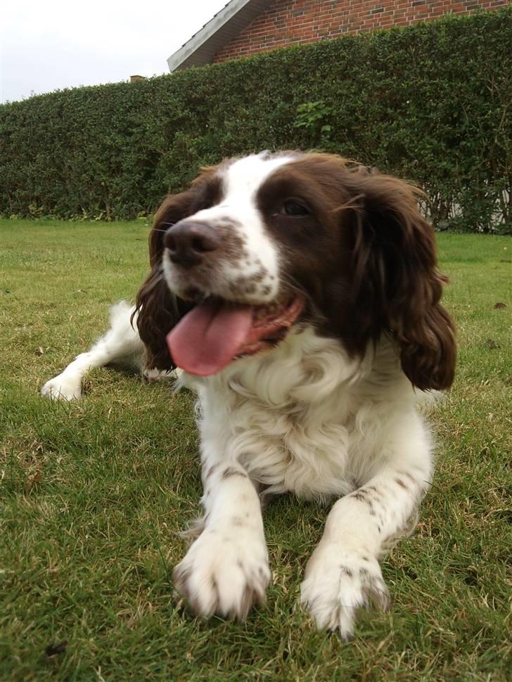 Engelsk springer spaniel Alice in wonderland - løbe , løbe , løbe.. billede 9