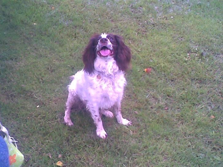 Engelsk springer spaniel Alice in wonderland - smukke ..  billede 10