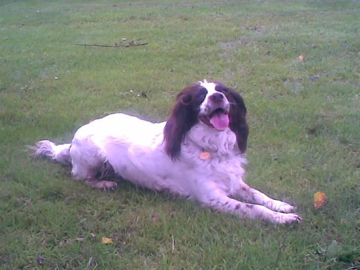 Engelsk springer spaniel Alice in wonderland - Så smuk . Lille prinsesse model ..  billede 11