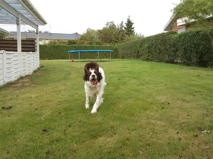 Engelsk springer spaniel Alice in wonderland - Du så Fræk . . billede 12