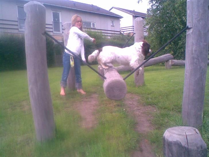 Engelsk springer spaniel Alice in wonderland - Så fint du kan hoppe . :)) billede 13