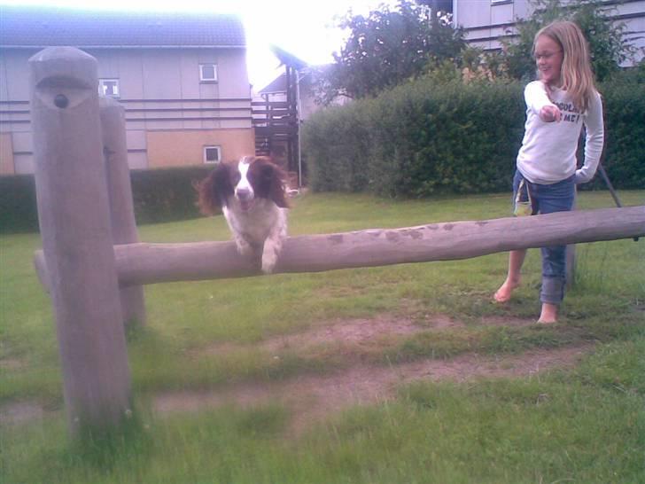 Engelsk springer spaniel Alice in wonderland - Du så good skat ..  billede 14