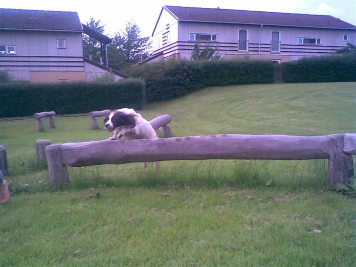 Engelsk springer spaniel Alice in wonderland - Jubbbiiii.  billede 15