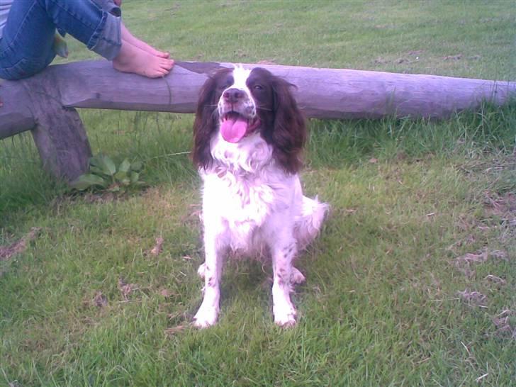 Engelsk springer spaniel Alice in wonderland - <,3 <,3 <,3  billede 16