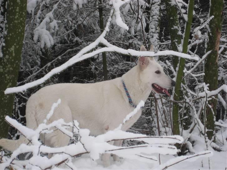 Hvid Schweizisk Hyrdehund Egeborg's White Buffy - 23/12-09 billede 12