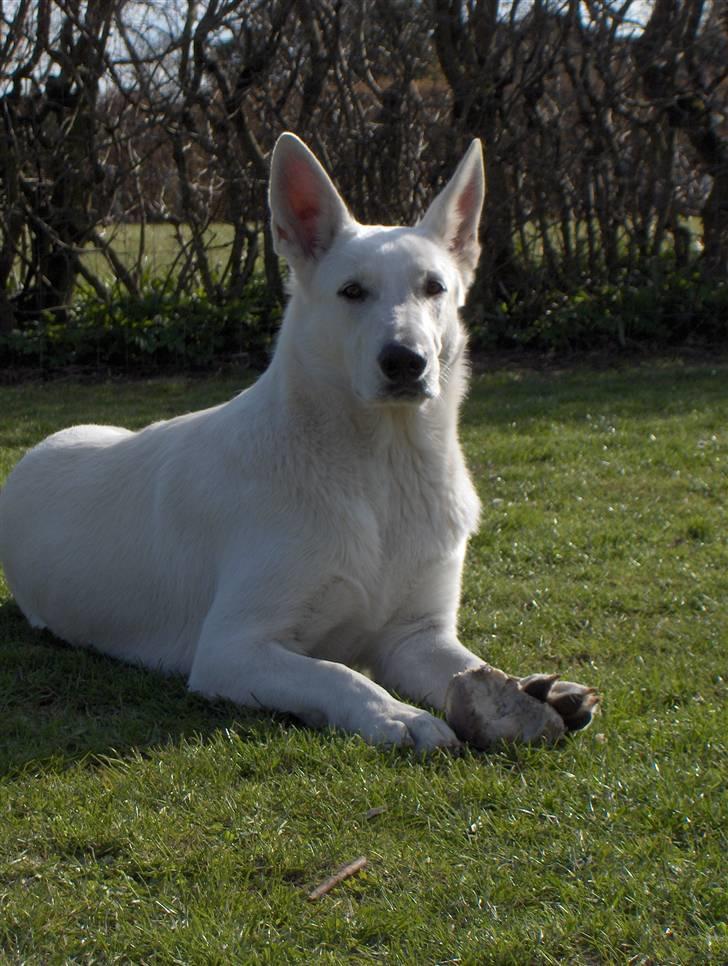 Hvid Schweizisk Hyrdehund Egeborg's White Buffy - 16. april 08 billede 13