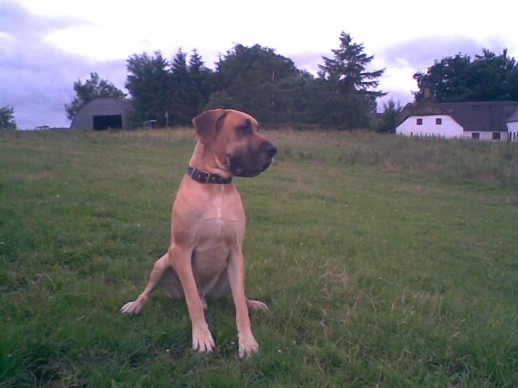 Grand danois Drew Vincent´s Mars - Boris. undskyld kval. er taget med mobil. billede 8