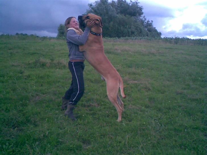 Grand danois Drew Vincent´s Mars - Boris. undskyld kval. er taget med mobil. billede 9