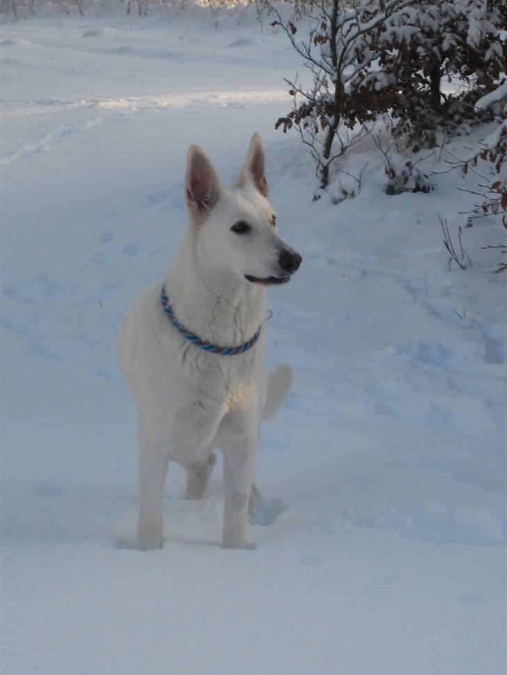 Hvid Schweizisk Hyrdehund Egeborg's White Buffy - 23/12-09 billede 14