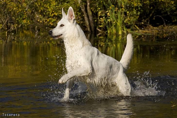 Hvid Schweizisk Hyrdehund Egeborg's White Buffy billede 15