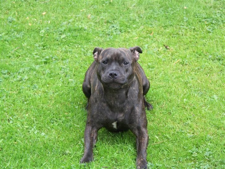 Staffordshire bull terrier Mille billede 10