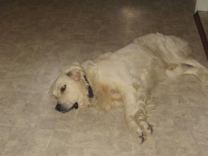 Golden retriever Marco`s samson - Lidt doven må man jo godt være en gang i mellem!!!! billede 4