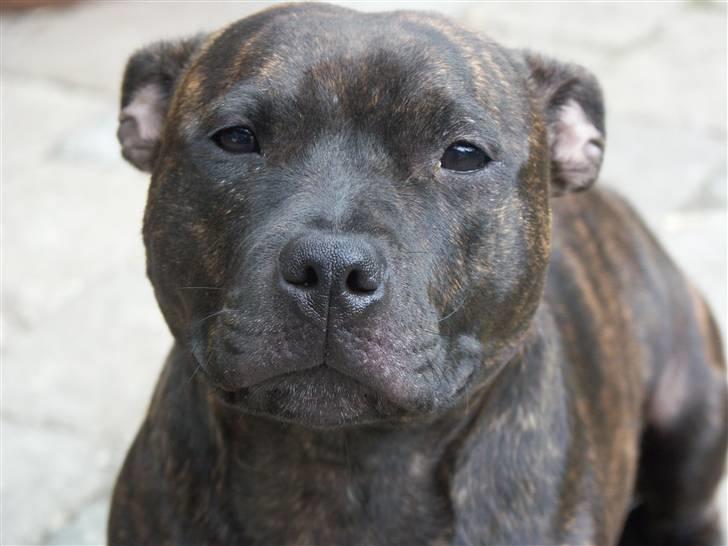 Staffordshire bull terrier Mille billede 11