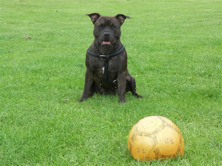 Staffordshire bull terrier Mille billede 12