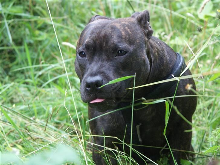 Staffordshire bull terrier Mille billede 13