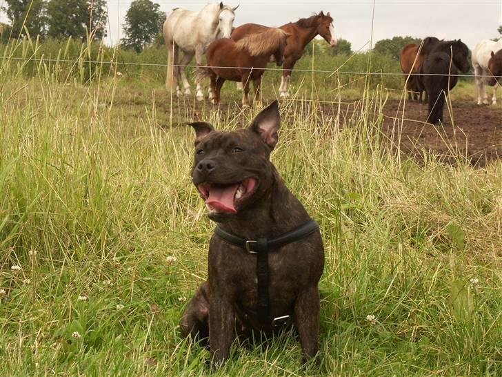 Staffordshire bull terrier Mille billede 14