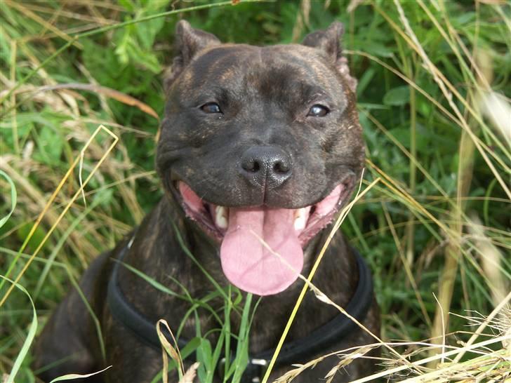 Staffordshire bull terrier Mille billede 15