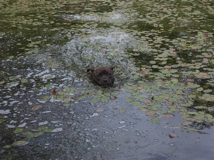 Staffordshire bull terrier Mille billede 16