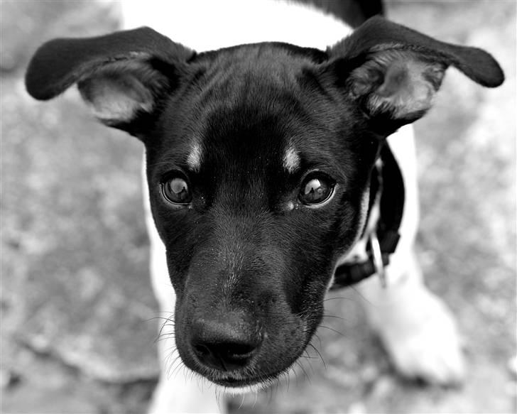 Blanding af racer Willi - Lille Willi.. billede 1