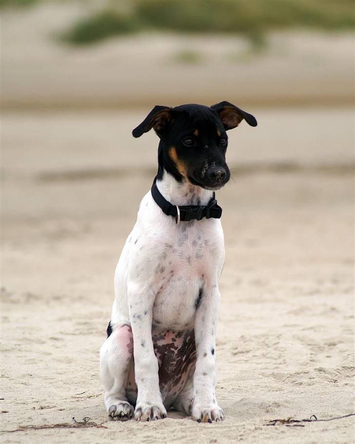 Blanding af racer Willi billede 2