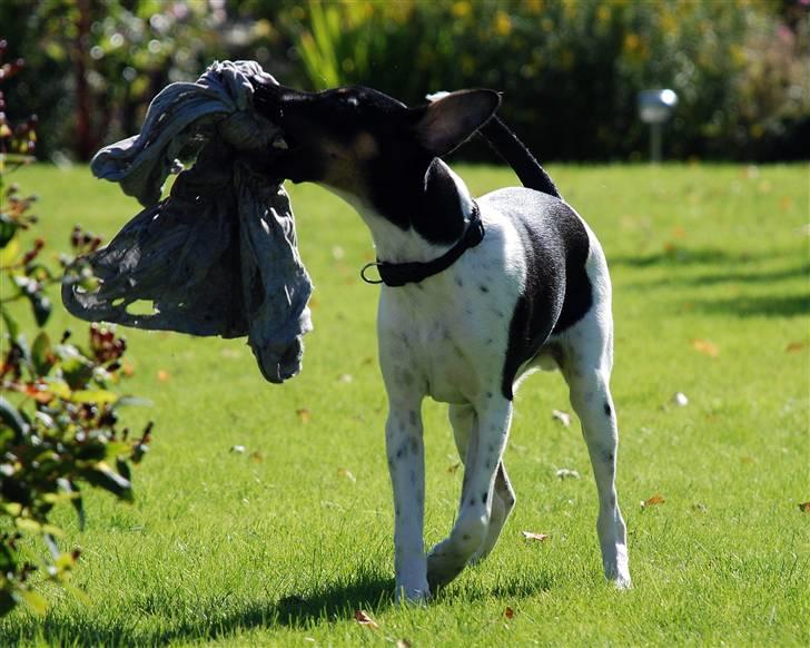 Blanding af racer Willi billede 3