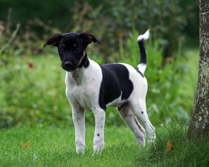 Blanding af racer Willi - Her kan man se hans "Krølle" på halen. billede 4