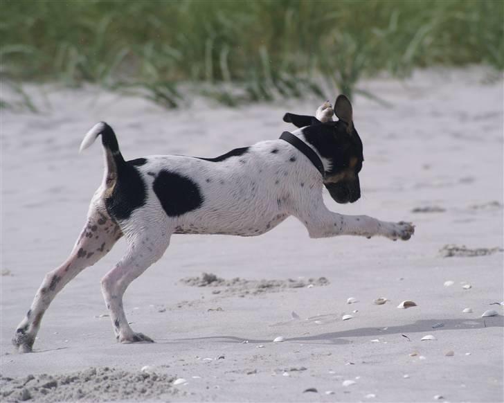 Blanding af racer Willi - Wrauw! billede 5