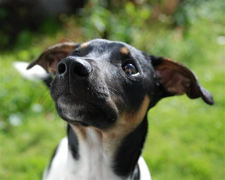 Blanding af racer Willi billede 6