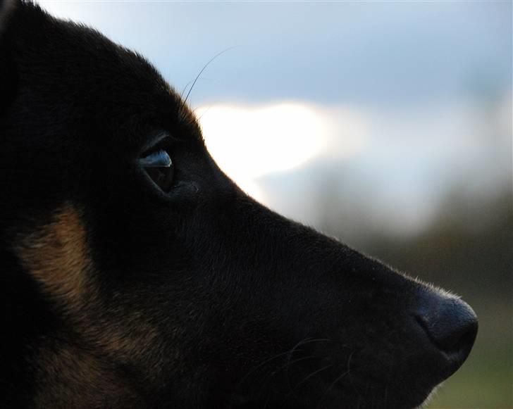 Blanding af racer Willi billede 7