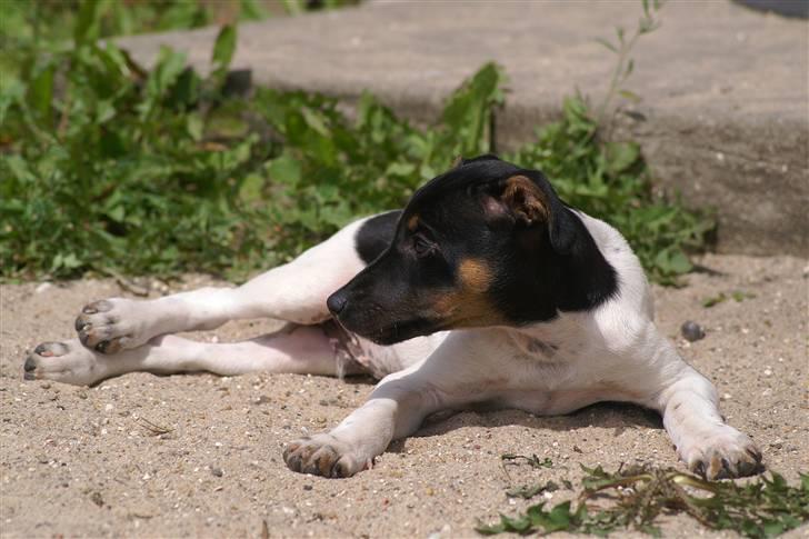 Blanding af racer Willi billede 8