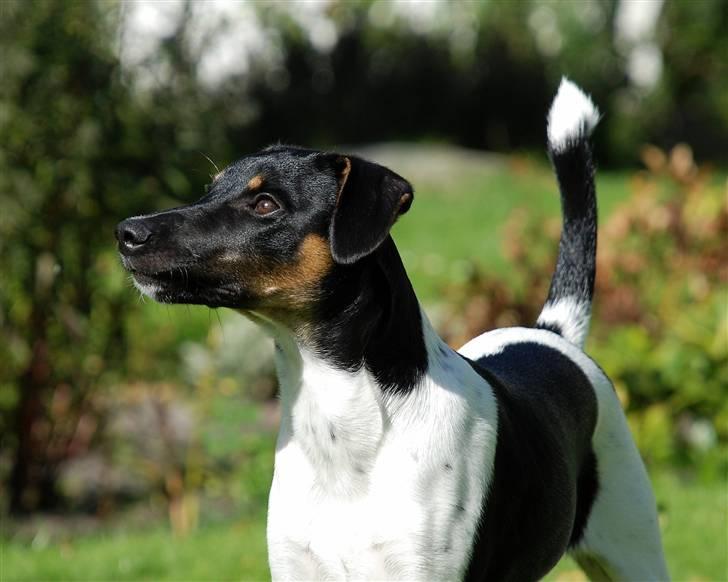 Blanding af racer Willi billede 9