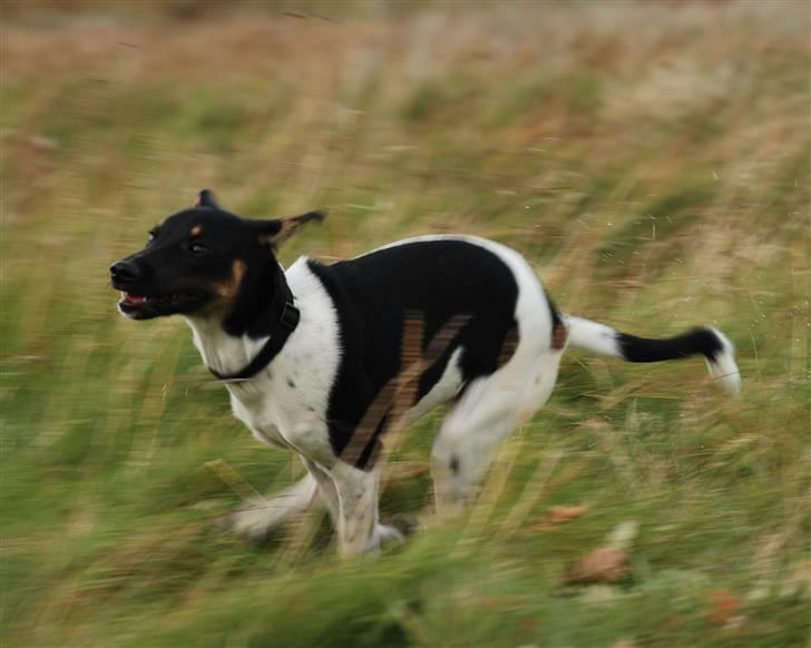 Blanding af racer Willi billede 10