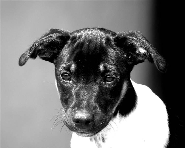 Blanding af racer Willi billede 11