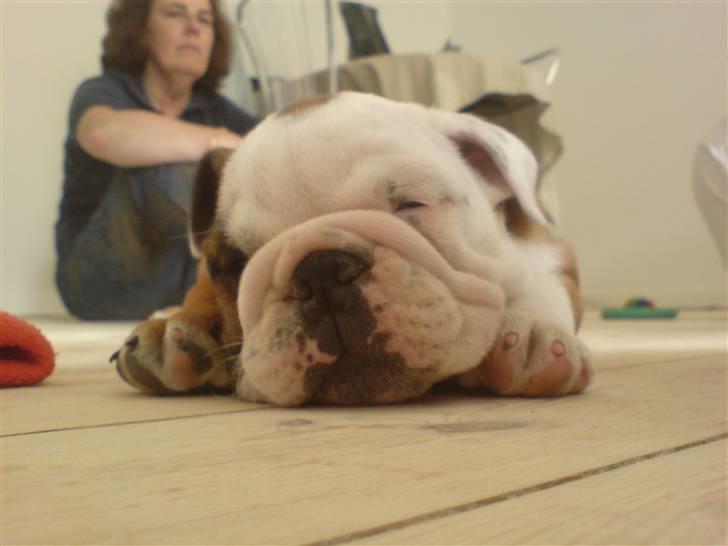 Engelsk bulldog Samson billede 3