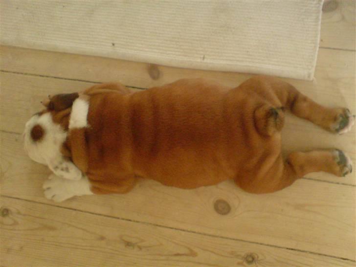 Engelsk bulldog Samson billede 4