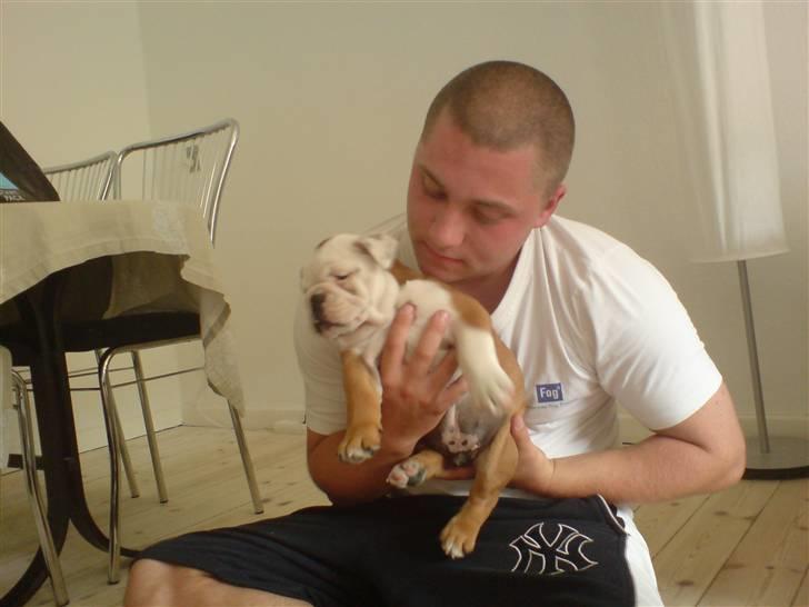 Engelsk bulldog Samson billede 5