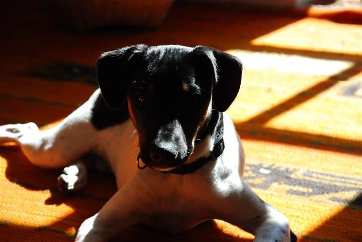 Blanding af racer Willi billede 12