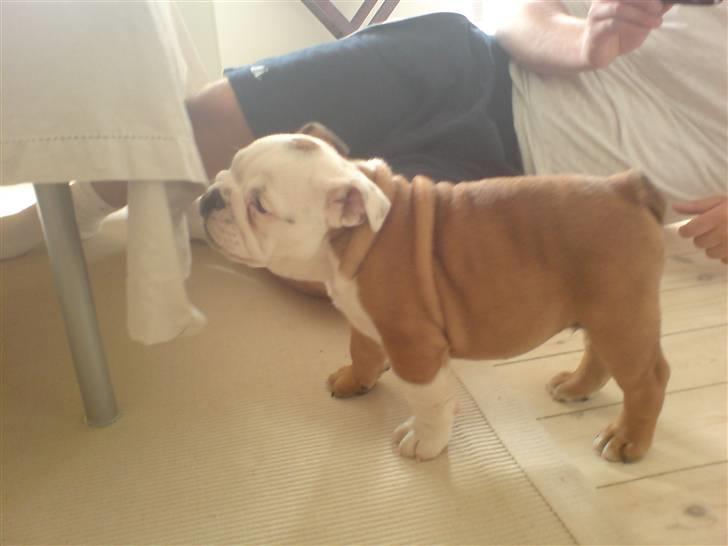 Engelsk bulldog Samson billede 6